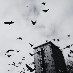 收聽MFK的SNAKES歌詞歌曲