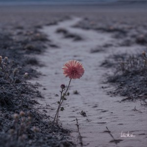 Listen to 시들어가는 마음에 꽃 하나라도 심어줘요 song with lyrics from 택우