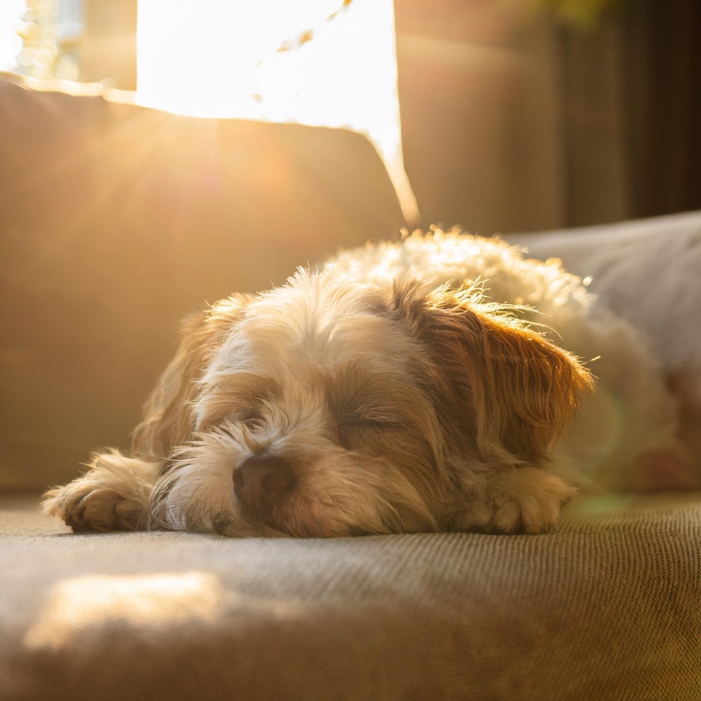 Notas Tranquilas Para La Calma De Las Mascotas