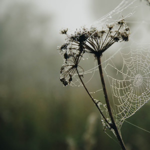 ดาวน์โหลดและฟังเพลง Misty พร้อมเนื้อเพลงจาก Nature Sounds Nature Music