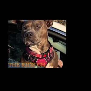 ดาวน์โหลดและฟังเพลง The Ride ch. 11 พร้อมเนื้อเพลงจาก Marc Gordon