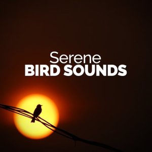 ดาวน์โหลดและฟังเพลง Spring Song พร้อมเนื้อเพลงจาก Bird Sounds