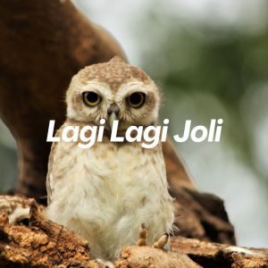 收聽Sahrul Ckn的Lagi Lagi Joli歌詞歌曲