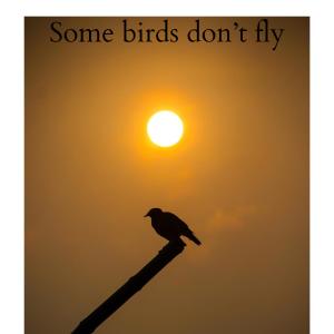 R.O的專輯Some Birds Don't Fly