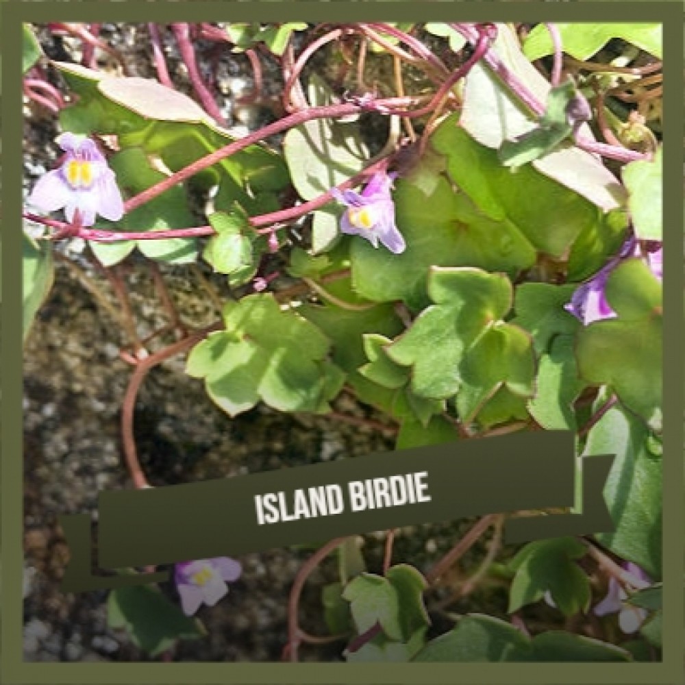 Island Birdie