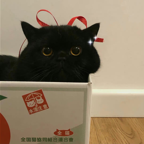 脆脆鲨