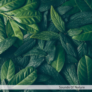 Dengarkan A Rain lagu dari Zen Nature Sounds dengan lirik