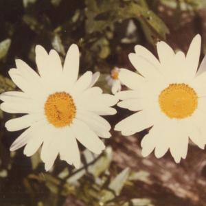 Album Jesse (Acoustic Version) from Hazel English