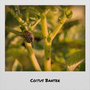 ดาวน์โหลดและฟังเพลง Coitus Banter พร้อมเนื้อเพลงจาก Aria Blid