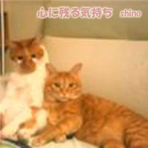 收聽SHINO的kokoroninokorukimochi歌詞歌曲