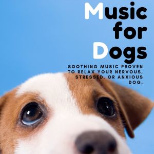 收听Relaxing BGM Project的Music for a Mastiff歌词歌曲