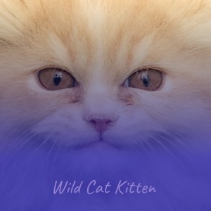 Listen to My Melancholy Baby song with lyrics from Sinatra, Frank
