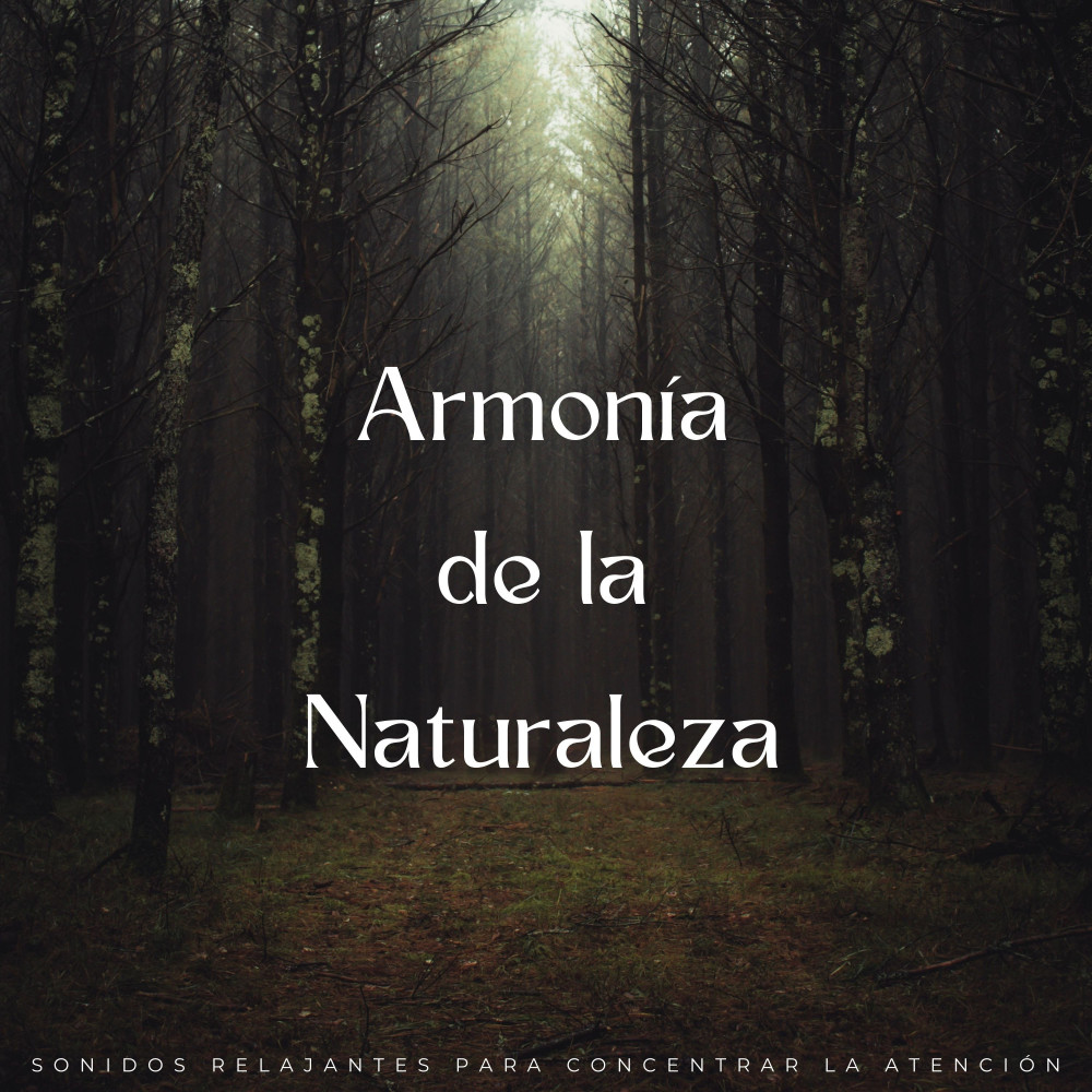 Relajante Paisaje Sonoro De Concentración