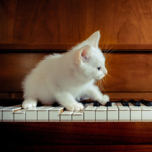 Kitty Jazz Echoes: Piano for Cat Delight