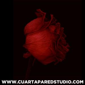 收聽Cuarta Pared Studio的Rosa Dancehall (Instrumental Dancehall)歌詞歌曲