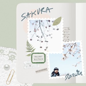 收聽Walnut Saitrip的SAKURA歌詞歌曲