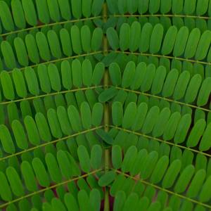 Listen to Maple Leaf song with lyrics from Study Music & Sounds