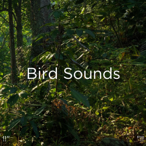 ดาวน์โหลดและฟังเพลง Peaceful Bird Song พร้อมเนื้อเพลงจาก Yoga