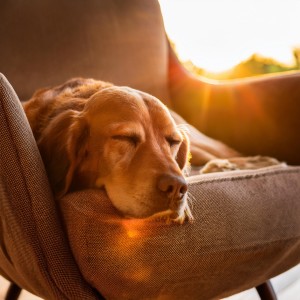 อัลบัม Refugio Para Mascotas: Momentos Calmantes Con Música De Guitarra ศิลปิน Viaje Sonoro