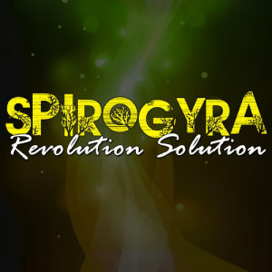 收聽Spirogyra的Your Star Will Shine歌詞歌曲