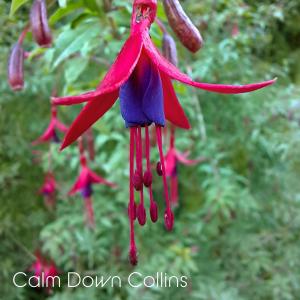 Listen to Summer Storm Sky song with lyrics from Calm Down Collins