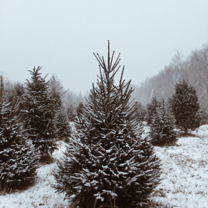 Listen to Jolly Old Saint Nicholas song with lyrics from Carly Moffa
