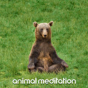 Natural Samples的专辑Animal Meditation (Fauna Contemplation)