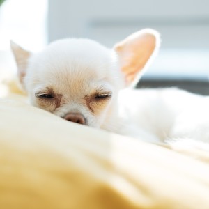 Dengarkan lagu Relaxing Dog nyanyian Dog Mozart dengan lirik