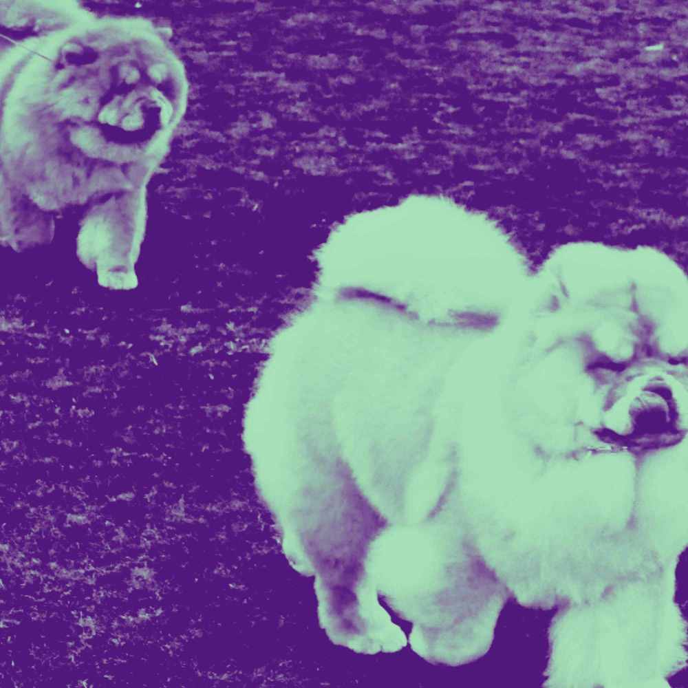 Glorious Music for Laidback Doggy Days