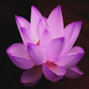 ดาวน์โหลดและฟังเพลง 4 on go พร้อมเนื้อเพลงจาก Avxp