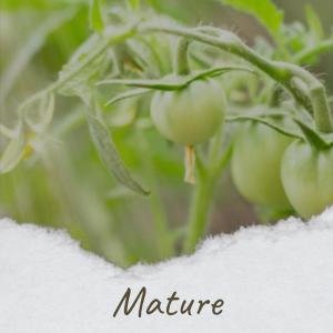 Listen to Gemstone Trilled song with lyrics from Fonny Masry