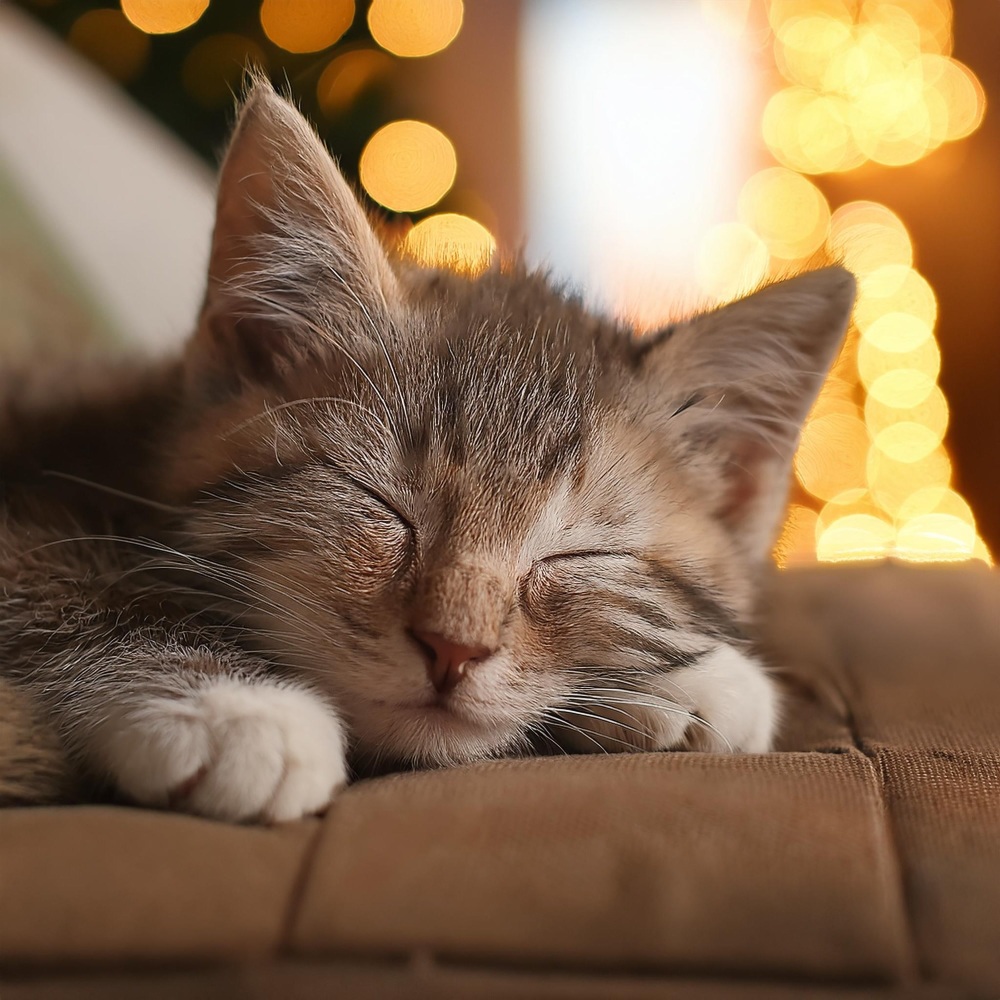 Suaves Melodías Nocturnas Para Gatos