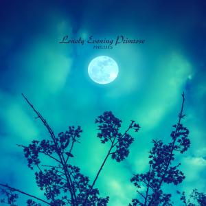 Album Lonely Evening Primrose from Phillies