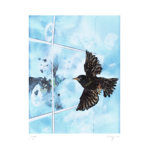 Album Starling from Jacqui