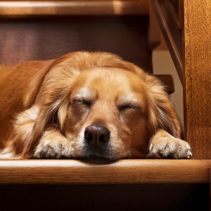 ดาวน์โหลดและฟังเพลง Melodías Tranquilas Para Mascotas พร้อมเนื้อเพลงจาก Paz y armonía animal