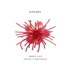 อัลบัม Magic Lily ศิลปิน PERC%NT