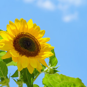 ดาวน์โหลดและฟังเพลง ひまわり พร้อมเนื้อเพลงจาก Yukio