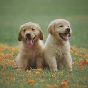 ดาวน์โหลดและฟังเพลง Dog Chill พร้อมเนื้อเพลงจาก Piano Sound Architect