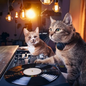 ดาวน์โหลดและฟังเพลง Moonlight Meows พร้อมเนื้อเพลงจาก Cat Tracks