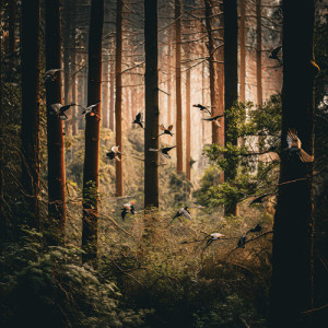 Listen to Summer birds song with lyrics from Deep Sleep