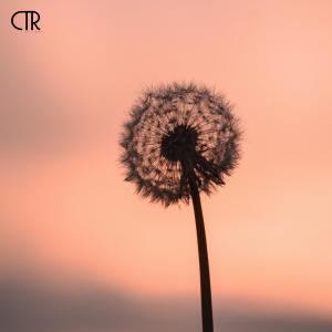 Listen to dandelions - sped up song with lyrics from 90degrees