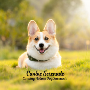 Canine Serenade: Calming Nature Dog Serenade