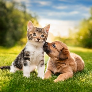 ดาวน์โหลดและฟังเพลง Estirándose Sobre La Alfombra พร้อมเนื้อเพลงจาก Academia de sonidos relajados