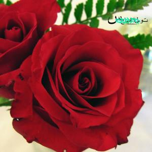 ดาวน์โหลดและฟังเพลง fancy พร้อมเนื้อเพลงจาก thatkidcloud