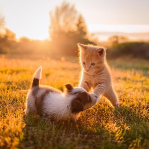 ดาวน์โหลดและฟังเพลง Armonías Suaves Para El Sueño De Las Mascotas พร้อมเนื้อเพลงจาก Amante de criaturas