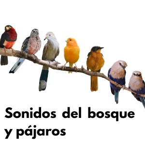 收聽Canciones De Cuna Para Bebés的Canto de los Pájaros歌詞歌曲