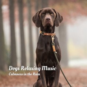 Album Dogs Relaxing Music: Calmness in the Rain from Forest Rain FX