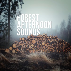ดาวน์โหลดและฟังเพลง Sunday Afternoon (其他) พร้อมเนื้อเพลงจาก Outside Broadcast Recordings