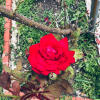 default album img