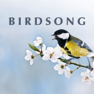 ดาวน์โหลดและฟังเพลง Chiff-Chaff พร้อมเนื้อเพลงจาก Blackbird And The Storm